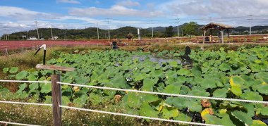 Güzel bir doğa manzarası.