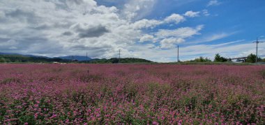 Güzel bir doğa manzarası.
