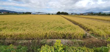 Güzel bir doğa manzarası.