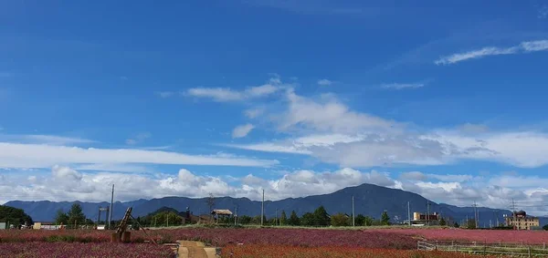 Uma Bela Vista Natureza Vontade — Fotografia de Stock