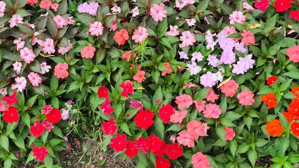 Beautiful Variety Flowers Blooming Street — Stock Photo, Image