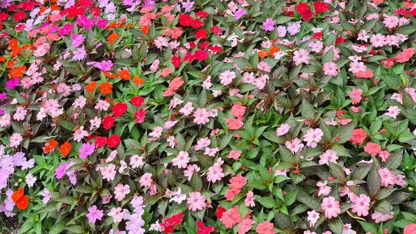 Eine Schöne Vielfalt Von Blumen Die Auf Der Straße Blühen — Stockfoto