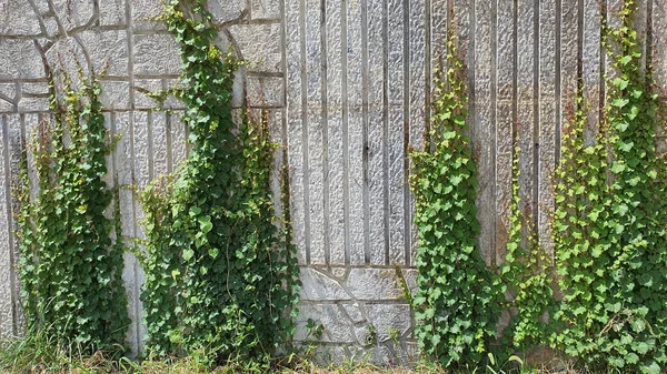 Efeu Wächst Der Wand — Stockfoto