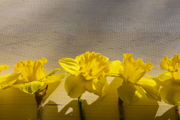 선화입니다 바탕에 선화입니다 꽃입니다 바탕에 노란색 꽃입니다 Copyspace — 스톡 사진