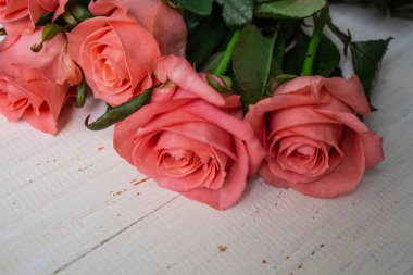 Güzel pembe gül beyaz bir arka plan üzerinde. metin için yer