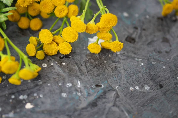 Bahçede turuncu sarı çiçek. Güneşli yaz veya ilkbahar gününde çiçek. Kartpostal güzellik dekorasyon ve tarım konsept tasarımı için Çiçek. Tropik bahçede güzel bir çiçek. Renkli çiçek. çiçek deseni. çiçek arka plan. Copyspace