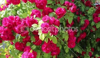 Metin ve çiçeklerle Anneler Günü Kartı. Tarlada güzel güller. Bahçede kırmızı güller açar. Rüzgar esiyor, çiçekler hareket ediyor.