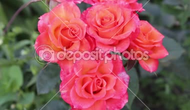 Metin ve çiçeklerle Anneler Günü Kartı. Tarlada güzel güller. Bahçede kırmızı güller açar. Rüzgar esiyor, çiçekler hareket ediyor.