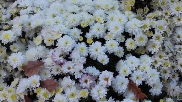 Blumen Auf Einer Grünen Wiese Sonniger Tag Blumenfeld — Stockvideo