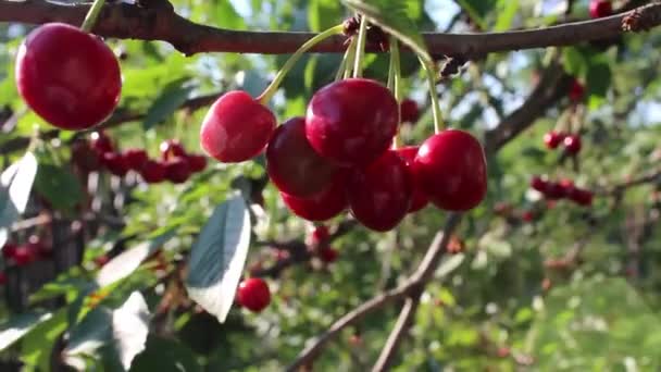 달콤한 체리와 태양에 열매와 바람이 있습니다 아름다운 — 비디오