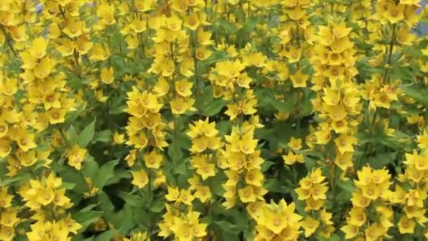野原の美しい花庭に花が咲く 美しいデザイン — ストック動画