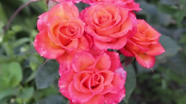 母亲节贺卡 有文字和鲜花 美丽的玫瑰在田野里 花园里盛开的红玫瑰 风在吹 花儿在动 — 图库视频影像