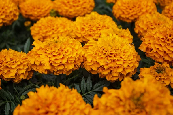 Blume im Garten an sonnigen Sommer- oder Frühlingstagen. Blume für die Postkarte — Stockfoto