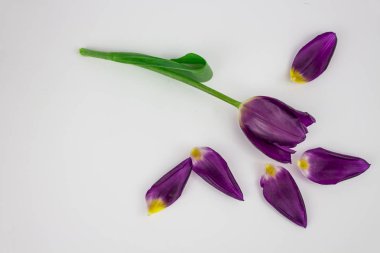 Lale çiçek. Güzel Lale alanında. Renkli Lale flo