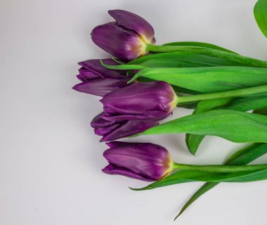 Beyaz Lale. Güzel Lale alanında. Renkli Lale 