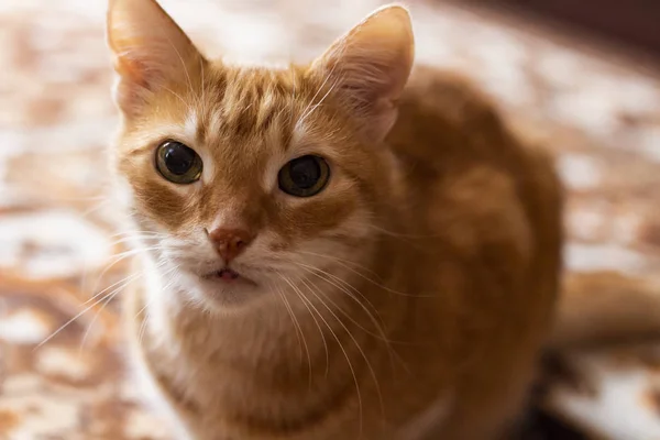 Kot oczy, oczy kota, ładny kot, zdjęcia kotów, zdjęcia kotów, kot pi — Zdjęcie stockowe