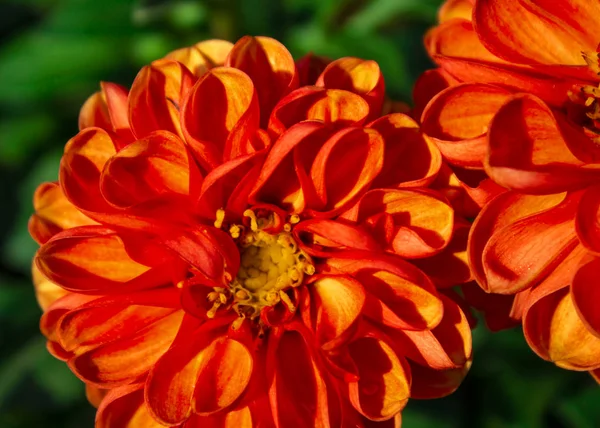 Flor en el jardín en verano soleado o día de primavera. Flor para postc — Foto de Stock