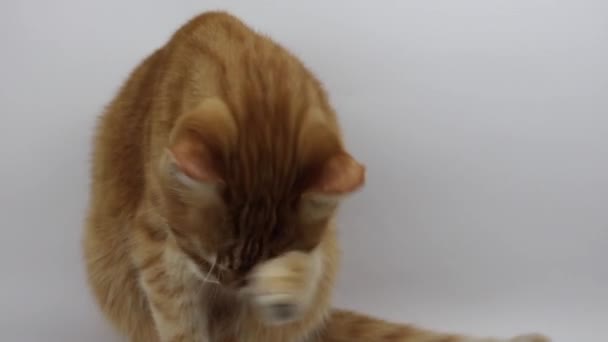 Rode Kat Een Witte Achtergrond Wast Huisdieren Screensaver Reclame Dierenarts — Stockvideo