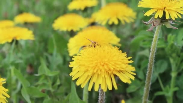 黄色のタンポポ畑 タンポポで蜂 色で作られた黄色の背景 — ストック動画