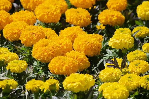 Flor amarilla. Flor en el jardín en verano soleado o día de primavera. F — Foto de Stock