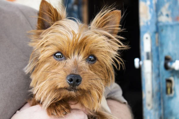 Dog. small red dog. Close up of a small terrier dog. — Stock Photo, Image