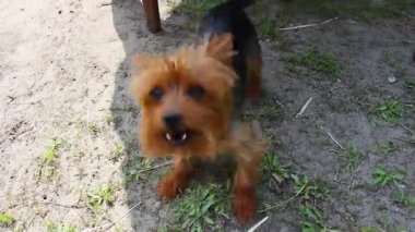 Genç York havlar ve ona yemek ikram edilir. Köpek York yeşil çimlerin üzerinde yürüyor