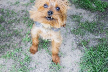 York yeşil çimlerin üzerinde oturuyor ve gülümsüyor. arkaplan