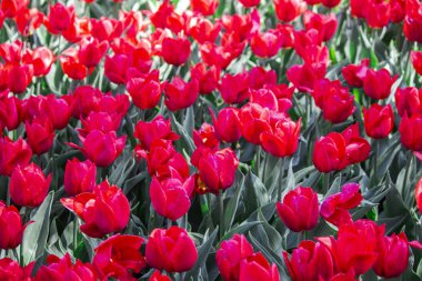 Lale çiçek. Bahçede güneşli yaz veya bahar günü çiçek. FL