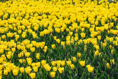 Lale çiçek. Bahçede güneşli yaz veya bahar günü çiçek. FL