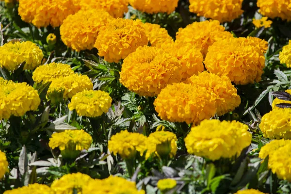 Gelbe Blume. Blume im Garten an sonnigen Sommer- oder Frühlingstagen. f — Stockfoto