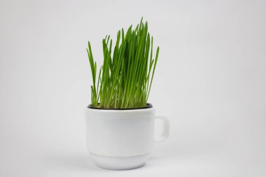 Yeşil çimenler. Beyaz izole arka beyaz bir fincan yeşil çim