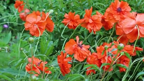 草地上的红罂粟 花丛在田野上绽放 美丽的领域红色罂粟与选择性的焦点 红罂粟的格拉德 孤独的红色罂粟 — 图库视频影像