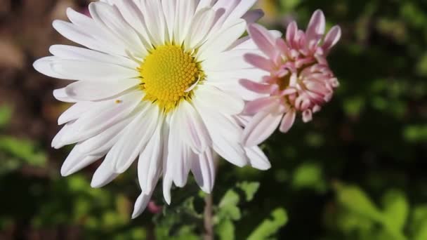 Margarita Blanca Día Soleado Despejado Viento Sopla Cultivo Flores — Vídeos de Stock