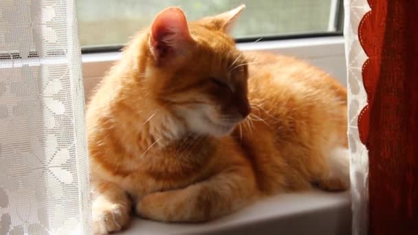 カメラを見ている家の上に横たわっているタイの猫 猫の目 猫の目 猫の目 かわいい猫の写真 — ストック動画