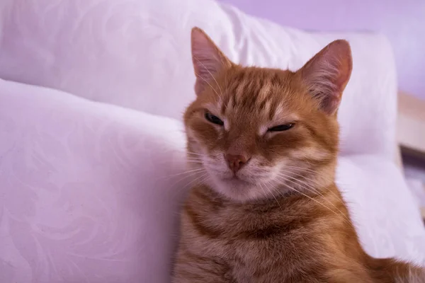 Czerwony kot patrząc w aparacie. Kot odpoczywa na białym p — Zdjęcie stockowe