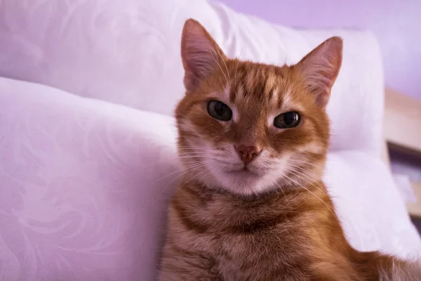 Czerwony kot patrzy w aparacie. Zdjęcia kotów, kot oczy. Russi — Zdjęcie stockowe
