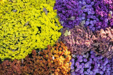 Bahçede beyaz sarı leylak turuncu çiçek. Güneşli yaz mevsiminde çiçek