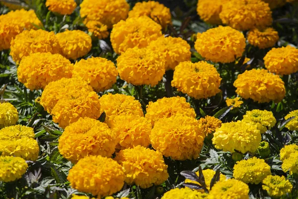 Orangengelbe Blume im Garten. Blume bei sonnigem Sommer oder Frühling — Stockfoto
