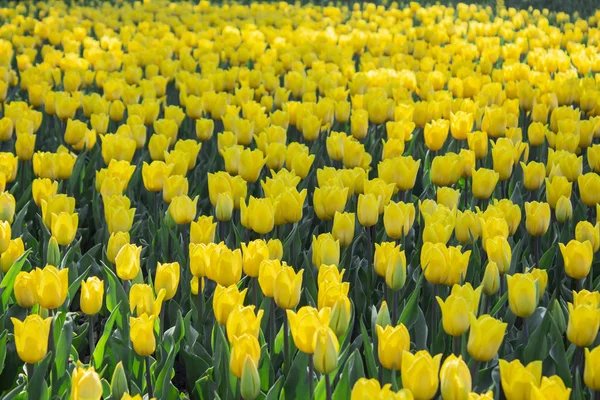 Yellow flower in garden. Flower at sunny summer or spring day. F — 스톡 사진