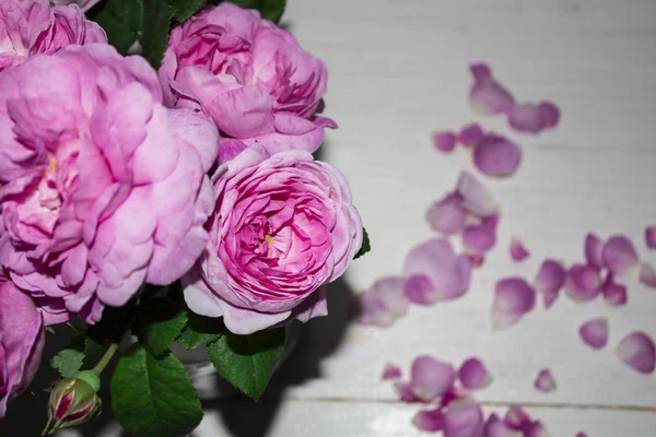 Рожева квітка. Квітка в саду в сонячний літній або весняний день. Фло — стокове фото