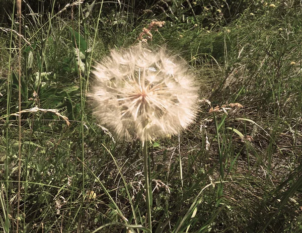 Pissenlit. Le pissenlit a fleuri. Pissenlit sur une prairie avec g vert — Photo