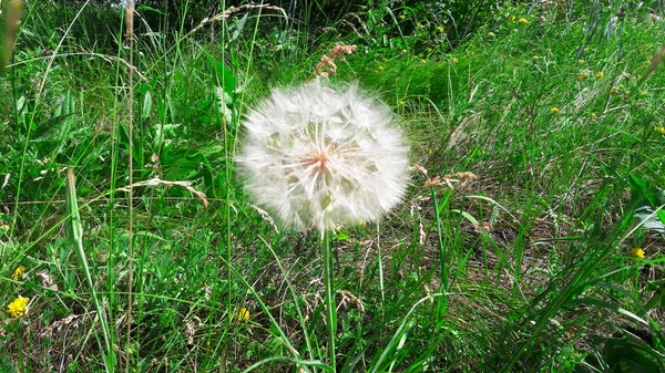 Paardebloem. Paardebloem bloed. Paardebloem op een weide met groene g — Stockfoto