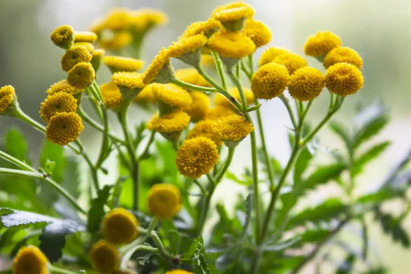 Fleur dans le jardin au soleil jour d'été ou de printemps. Fleur pour la poste — Photo