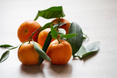 Mandalina, clementines, narenciye yeşil yaprakları ile 