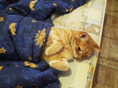 Kırmızı kedi kameraya bakıyor. Kedi dinleniyor. Kedi gözleri