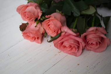 Pembe güller çiçek açar. Bir zambak çiçek bahçesinde güzel zambak çiçeği