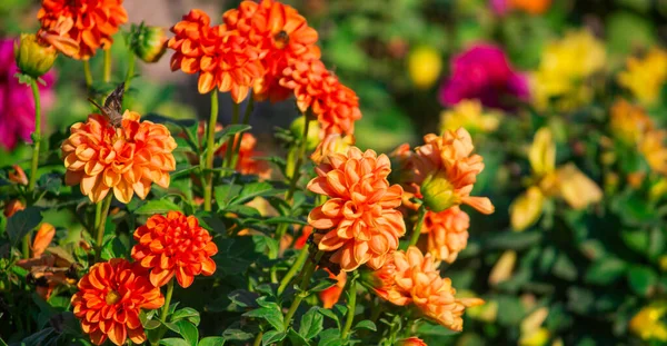 Blume Garten Sonnigen Sommer Oder Frühlingstagen Blume Für Postkartendekoration Und — Stockfoto