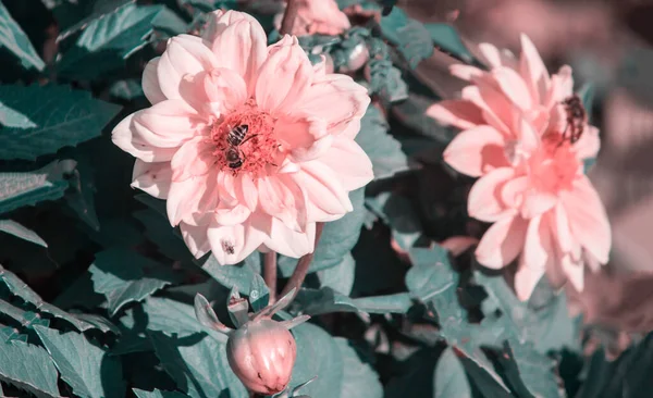 Κόκκινο Λουλούδι Λουλούδι Στον Κήπο Ηλιόλουστο Καλοκαίρι Την Άνοιξη Λουλούδι — Φωτογραφία Αρχείου