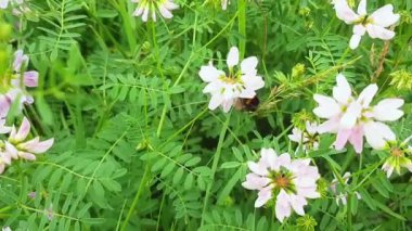 Yavaş bir hareket yap. Yaz güneşli bir gün çiçek tarlalarını aydınlatıyor. Bitmeyen aromatik çiçek tarlalarının manzarası. 