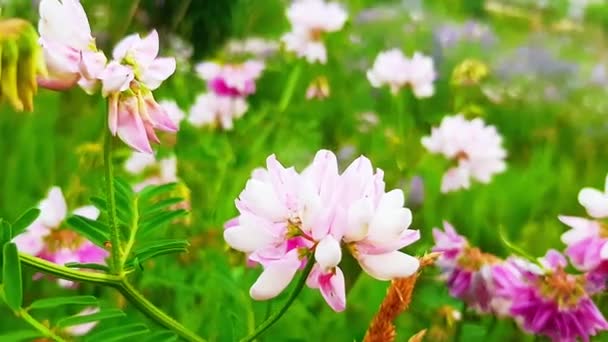 Lento Movimiento Día Soleado Verano Ilumina Campo Floreciente Flores Vista — Vídeo de stock